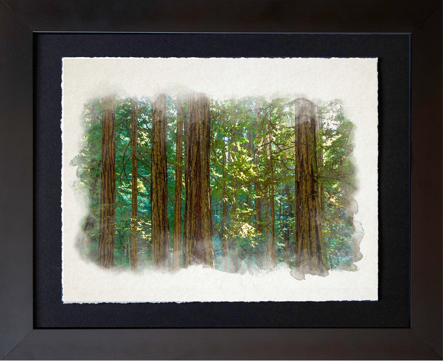 Muir Woods, CA | Redwood Sanctuary