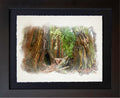 Muir Woods, CA | Among the Ancients