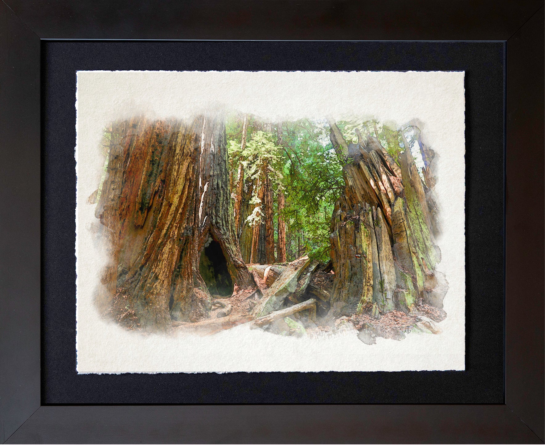 Muir Woods, CA | Among the Ancients