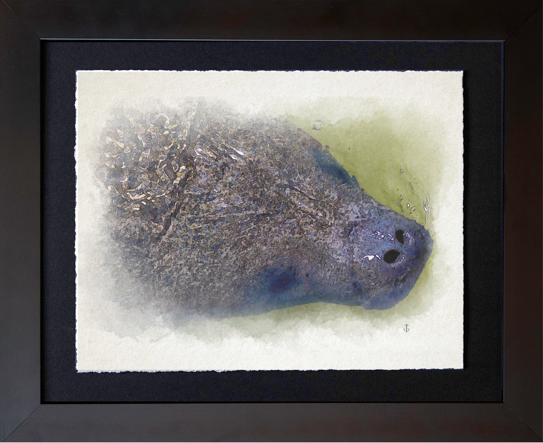 Sanibel Island, FL | Manatee Detail