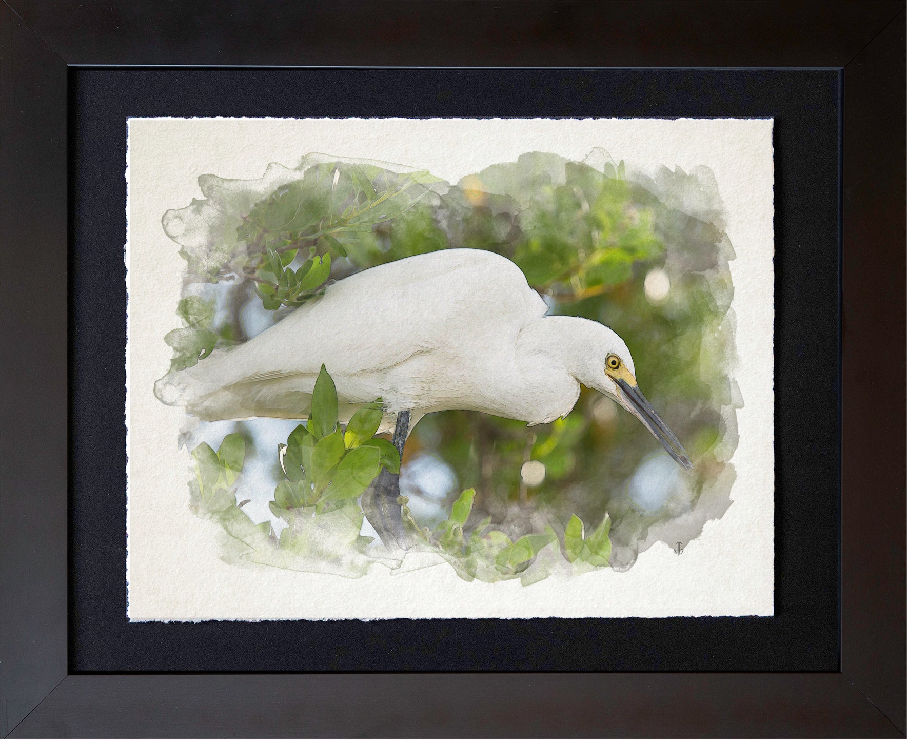Sanibel Island, FL | Snowy Egret Mangrove Perch
