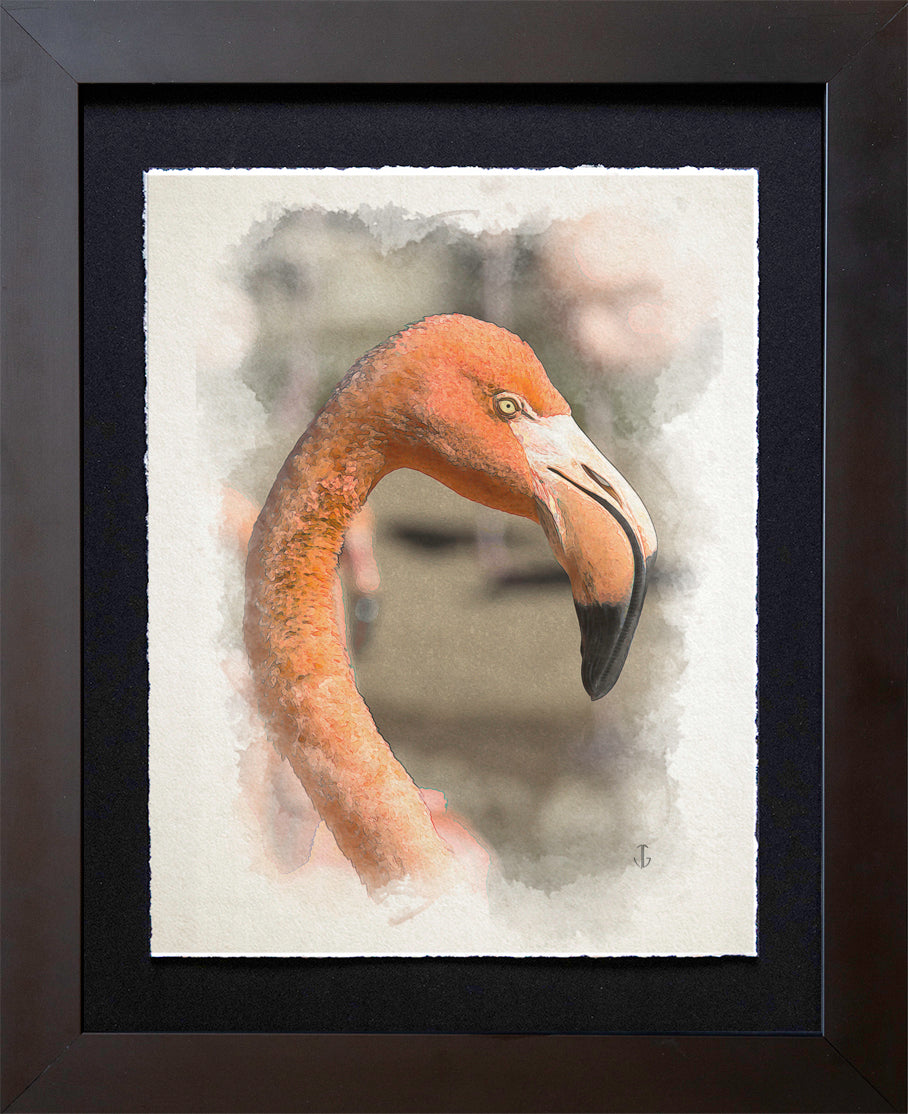 San Diego Zoo, CA | Flamingo