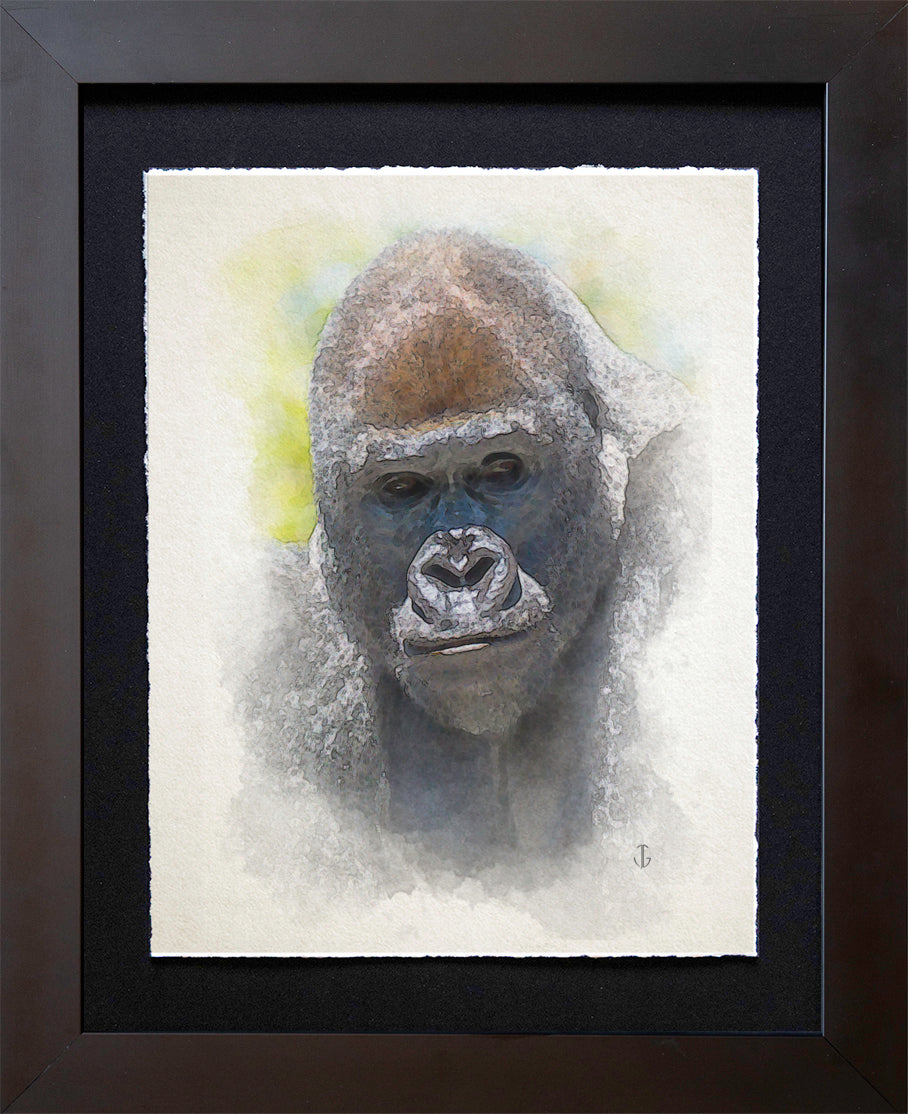 San Diego Zoo, CA | Gorilla Portrait Study