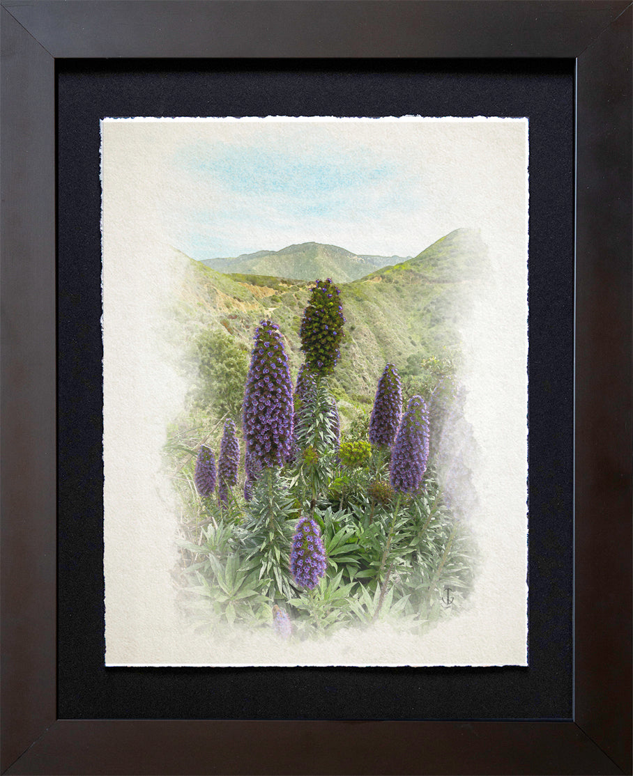 Highway 1, CA | Pride of Madeira