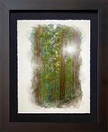 Muir Woods, CA | Light Through the Redwoods