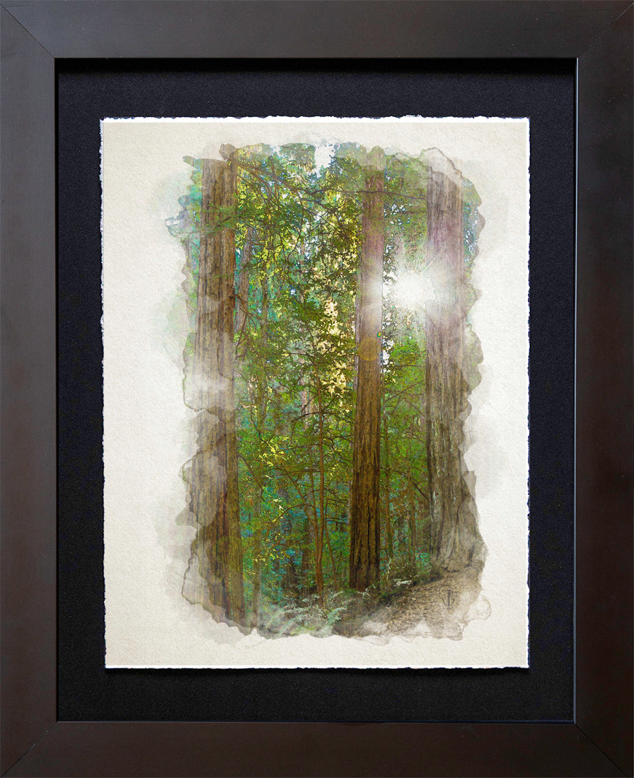 Muir Woods, CA | Light Through the Redwoods