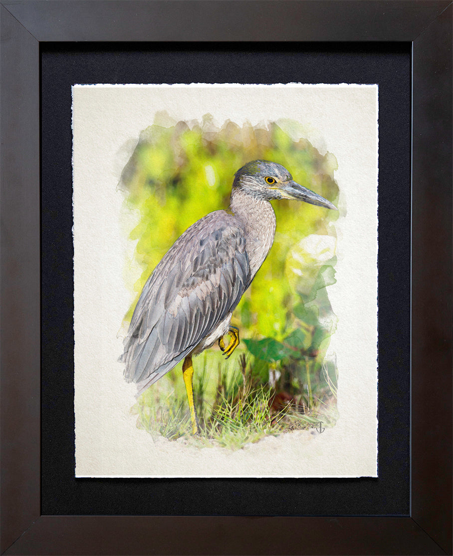 Sanibel Island, FL | Yellow Crowned Night Heron