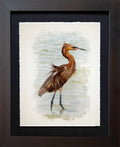Sanibel Island, FL | Reddish Egret