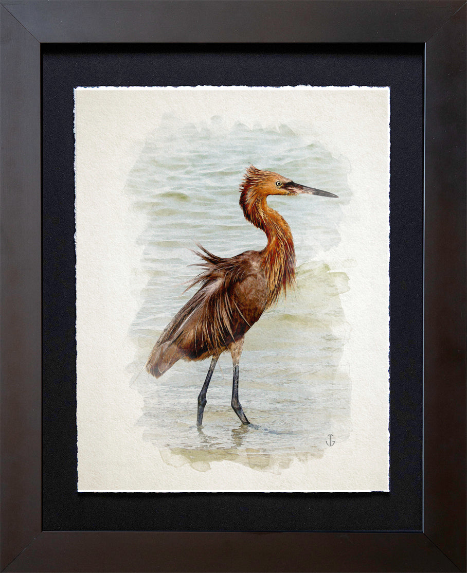 Sanibel Island, FL | Reddish Egret