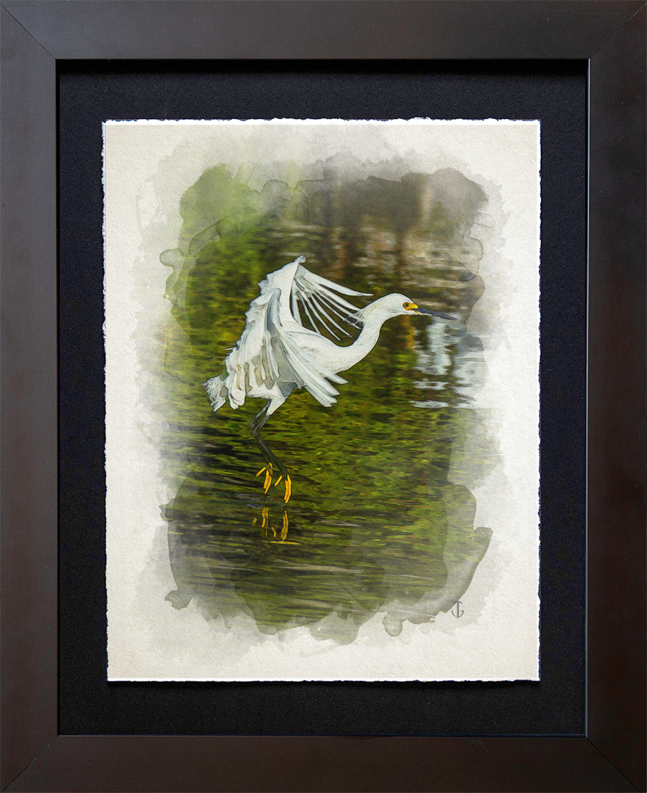 Sanibel Island, FL | Snowy Egret - Landing Study