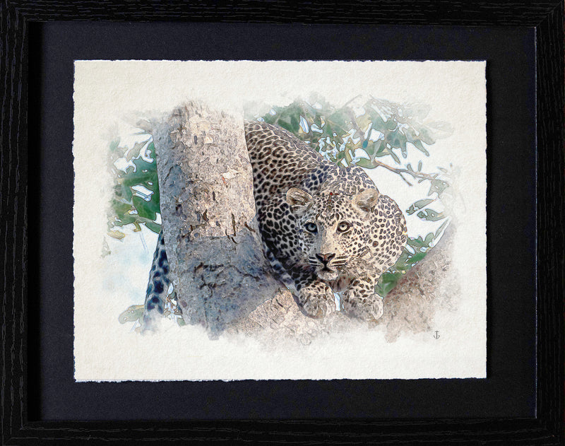 Serengeti, TZA - Treed Leopard