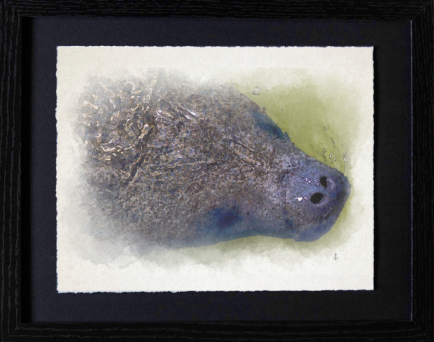 Sanibel Island, FL | Manatee Detail