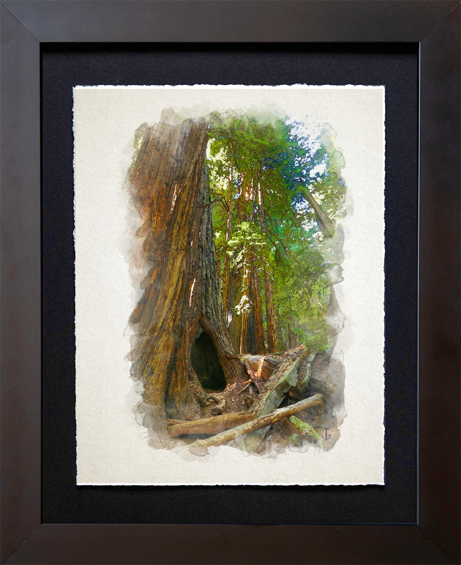 Muir Woods, CA | Cathedral Hollow